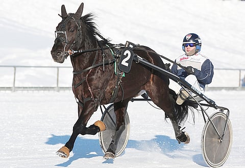 Marmardu on kasannut viimeisestä kolmesta kisastaan kaksi voittoa ja yhden kakkossijan. Kolme vuotta sitten Jani Ruotsalainen toimi ohjastajana, mutta viime aikoina rattailla on istunut Antti Kinnunen.