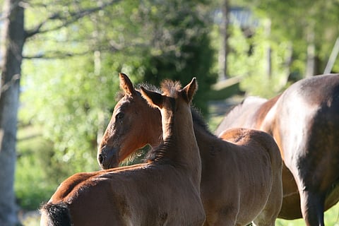 Sääntöjenvastaisesti tunnistettujen varsojen kasvattajille määrättiin sakkorangaistus. Kuvan varsat eivät liity tapaukseen.
