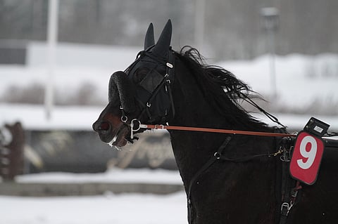 Coldspring kantaa paineet Hevosurheilun ideavarmana Teivon perjantairavien Toto5-pelissä.