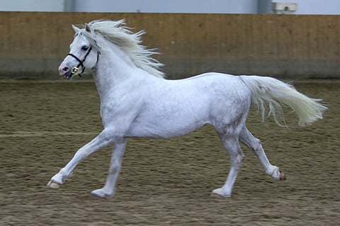 Ysselvliedts Georgetown ilakoi saadessaan esiintyä ponioripäivien yleisölle vapaana maneesissa. Kuva: Satu Pitkänen