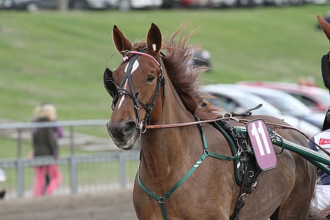 Unica voitti Suomen Cupin karsinnan Killerillä. Tässä kuvassa hevonen lämmittelee kesällä 2015.