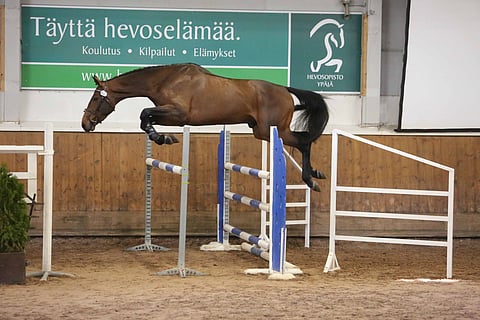 Khatou-S esitti tekniikkaa, kykyä ja luonnetta jo 3-vuotiaana Suomen oripäivillä.