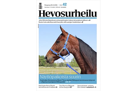 Maori Time on Australian kautta aikain nopein hevonen. Kuva: Hanna Laakso.