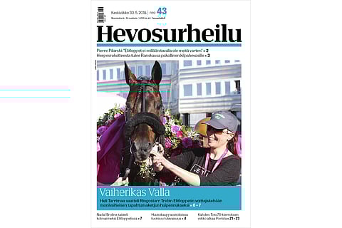 Ringostarr Treb tykkäsi maistella Elitloppetin voittajaseppelettä. Heli Tarrimaalla oli hauskaa. Kuva: Jarno Unkuri.