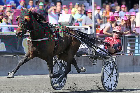 Mr Golden Quick voitti viime vuonna kaksi divisioonafinaalia. Kuva: Jarno Unkuri
