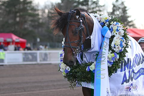 Finlandia-voittaja Pastore Bob juoksee Östersundissa. Kuva: Roosa Lindholm