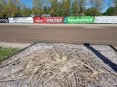 Tiira teki pesän Vermon raviradan päälähettäjän paikalle. Kuva: Miia Unkuri