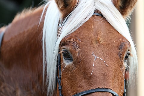 Suomenhevoset tulevat vähenemään Ypäjällä.