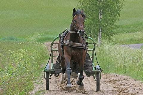 Graceful Swamp kuukauden hevosena kesäkuussa 2018. Kuva: Jarno Unkuri