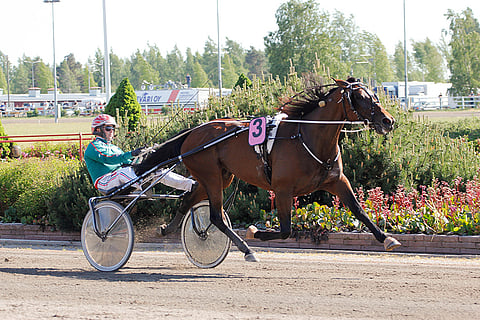 Ranch Kelly juoksee voittoputkessa. Tässä tuore tyylinäyte Porista Angeliquen muistoajosta. Tulos 13,8 on tammojen voltin SE 2620 metrillä. Kuva: Nelli Saari.