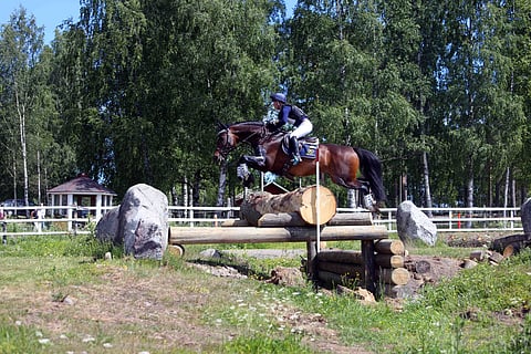 Narvik leiskauttaa yli haudan Hevosopiston hevosten ikiomalla perinnelaitumella.