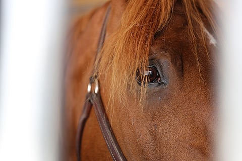 A.T. Visku kurkisteli puoliltapäivin virkeänä Mäntyvaaran tallialueen katoskarsinassa. Kuva Hanna Laakso.