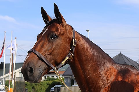 Twister Bi lähtee sunnuntaina puolustamaan Jarlsberg Grand Prixin viimevuotista voittoaan. Kuva Totofoto