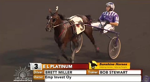 E L Platinum hölkkäsi rennosti voittajanesittelyyn Brett Millerin ajamana perjantai-iltana Meadowlandsissa. Kilpailussa kiinnitti huomiota vasemmalle voilokin päälle sivuaisaan kiinnitetty hevosen häntä. Kuva Meadowlandsin live video