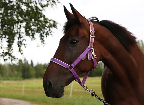 Ranch Kelly juoksee St Michelissä kotikentällään. Arkistokuva: Hanna Laakso.