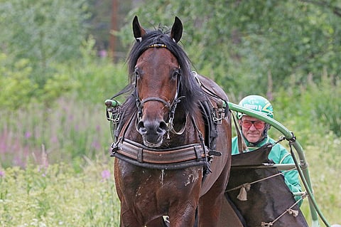 Graceful Swamp on pian tuttu myös laulun sanoista.