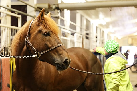 Hevonen tarvitsee hoitoa joka päivä. Arkistokuva.