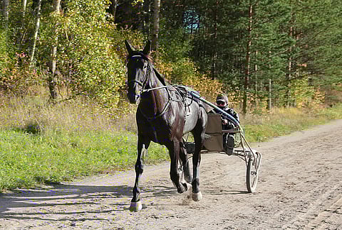 Lewis Ale hölkkäämässä kriteriumviikon tiistaina kotona Sipoon Söderkullassa. Kärryillä hoitaja Tiia Pihamaa.