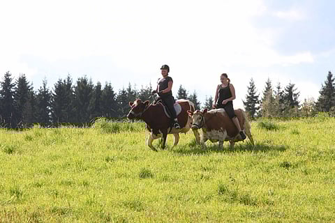 Ratsastuslenkillä ennen iltalypsyä.