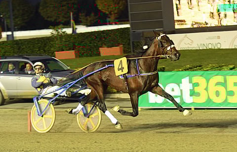 Zarenne Fas voitti vuosi sitten Orsi Mangellin. Kuva: Gérard Forni