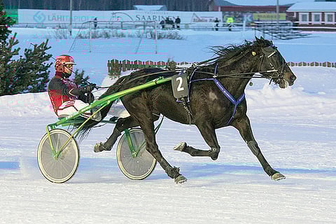 Mauri Jaaran valmennuksessa nykyisin kilpaileva Willy Wingston on voittanut urallaan jo 29 kertaa.