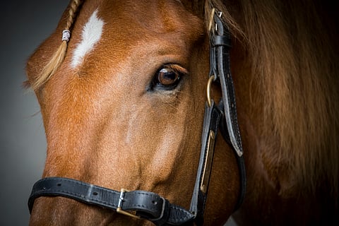 Saaga S. Kuva Kai Kuntola