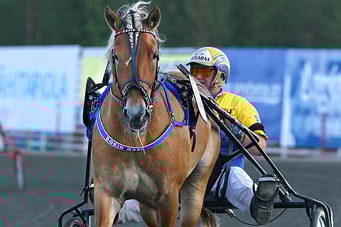 Rovaniemen kuninkuuskilvassa Pertti Puikkosen ohjastamana kilpaillut Rokin Maxi osoitti jälleen taistelijaluonteensa.