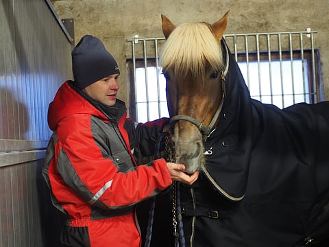 Costello sai aatonaattona porkkanamakupalan. Jouluaattoaamun eväät olivat samat kuin normaalisti, kauraa ja heinää. ”Vaikka ajatus olisi miten kiva, hevonen on niin herkkä mahastaan, ettei voi antaa herkkuja”, Ville Herttua sanoo.