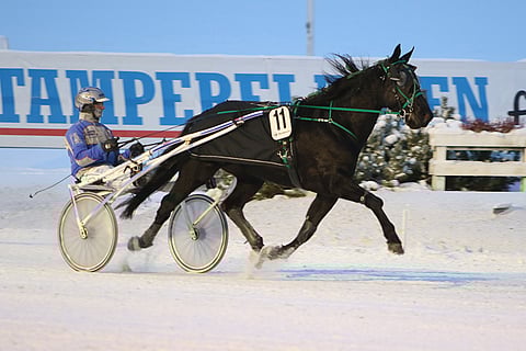 Loukkaantumisista kärsinyt Finest Chocolate osaa voittaa talvikelillä.