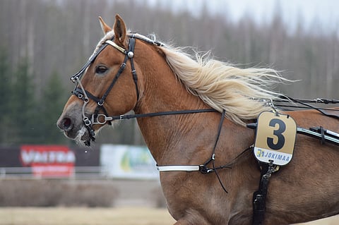 Kolmannen kohteen suursuosikki Fiiling varmistetaan ideasysteemissä.
