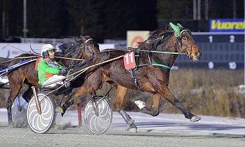 Oxan Cockadoodledo on Toto65-kierroksen varma.