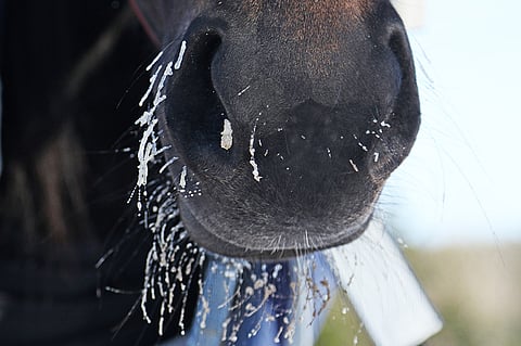 Norjassa kilpailleet ratsastajat tarkkailevat herpesvirusta