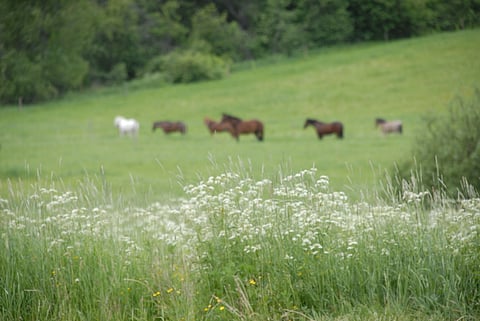 Hevosasetus puhuttaa. 