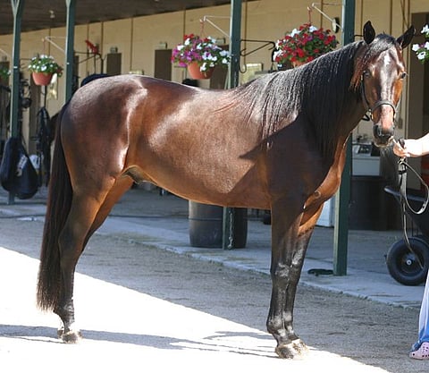 The Bosses Lindy on nyt Ala-Seppälän ja Kuislan kimppa