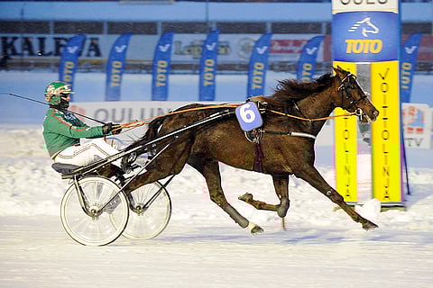 Mamajuana kelpaa Kouvolan Toto4-varmaksi.