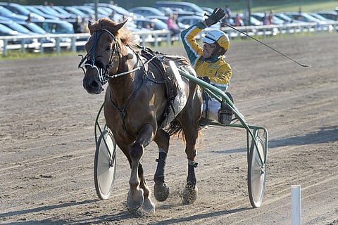 Elmoori oli kuollessaan 12-vuotias. Kuvassa se oli elämänsä vedossa, Pikkupelimannin karsintavoittajana vuonna 2011. Reijo Juhola tuuletti rattailla. Kuva: Aki Paavola