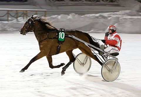 Jari Kinnusen ohjastama ja valmentama Pascha Tilly hurmasi Vermossa.