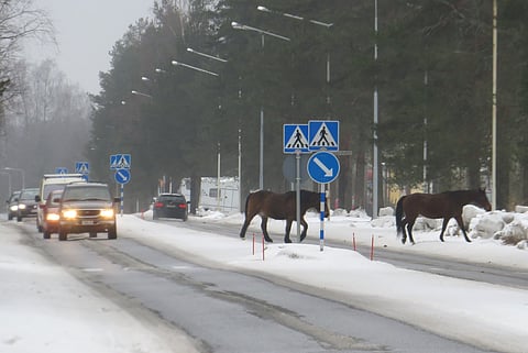 Autot antoivat tilaa irrallaan kulkeneille hevosille. Kuva: Erkki Helin