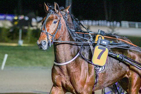 She Rains on jackpot-kierroksen avainhevonen.
