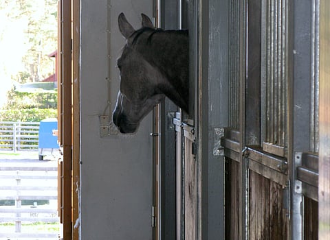 Herpesvirustilanne on helpottanut Euroopassa.