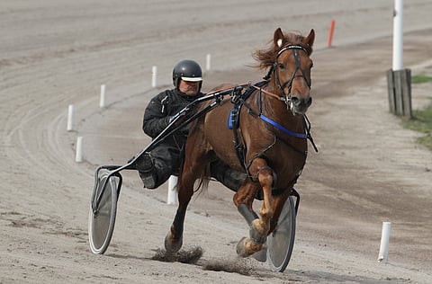Caijus on käynyt kevään aikana hiitillä Vermossa viidesti. Kuva Totofoto