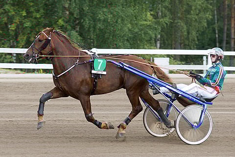 Råger ja Jukka Torvinen derbykarsinnassa, jossa oriin edelle jäi vain Ellin Sisu ja taakse muun muassa finaalin voittanut Humiro. Kuva Merja Ahola-Turpeinen.