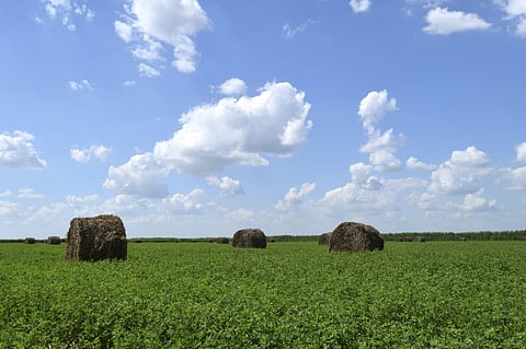 Ranskan kannabidiolitapausten lähteeksi paljastui sinimailanen. Kuvituskuva.