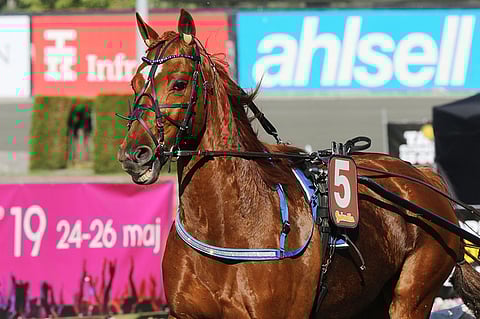 Cyrius d'Arianen juoksusta vuoden 2019 Harper Hanoverin lähdössä tuli vaativa, eikä menestystä tullut yhdeksättä sijaa enempää.