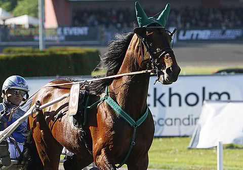 Handsome Brad. Kuva: Jarno Unkuri