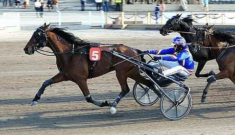 Kaisa Toivosen valmentama Quite A Boy on voittanut tämän kauden viidestä startistaan neljä.