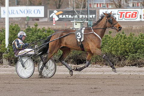 Seppo Marrkulan ohjastama ja Olli Lähtisen valmentama Lily's Star on mennyt kolmeatoista kolmeen viimeiseen starttiin.