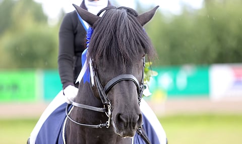 Musta ori on mestari vuosimallia 2019.