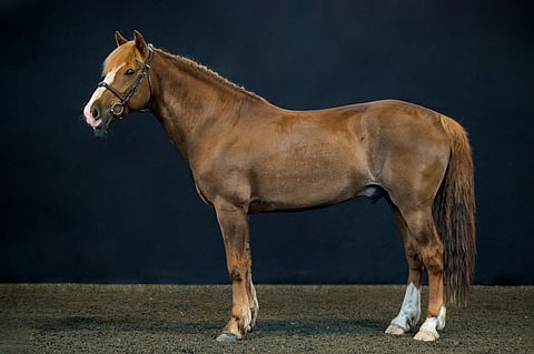 Ori Rannan Ruhtinas.