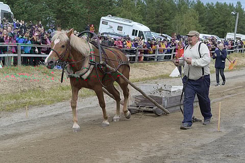 Valtakunnan työmestari 2019 Luomutar ja Mikko Uusimäki, Kokkola. 
